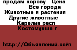 продам корову › Цена ­ 70 000 - Все города Животные и растения » Другие животные   . Карелия респ.,Костомукша г.